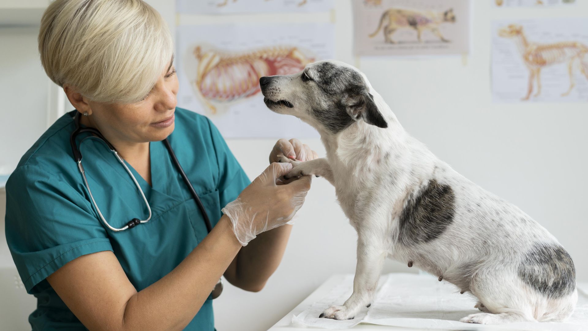 Findyourvet