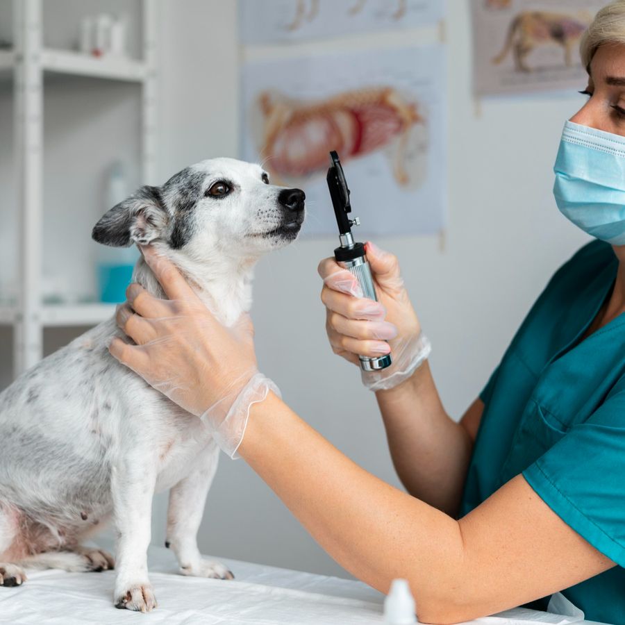 Meer informatie over Findyourvet